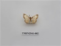 藏品(尺蛾27)的圖片